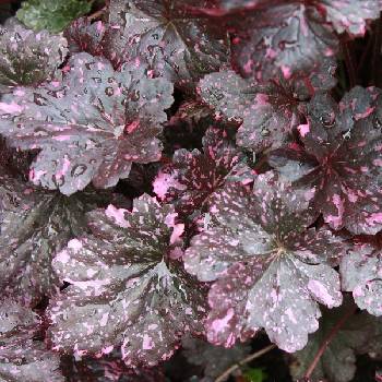 Гейхера Heuchera ‘Midnight Rose Select’